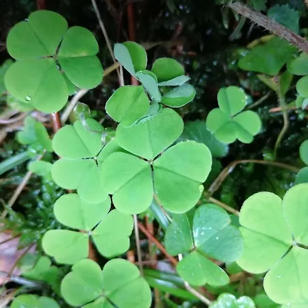 بيت للعطل Old Parish Barn *