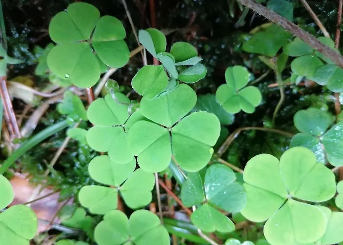 بيت للعطل Old Parish Barn *